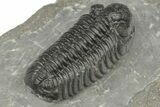 Phacopid (Adrisiops) Trilobite - Jbel Oudriss, Morocco #222399-5